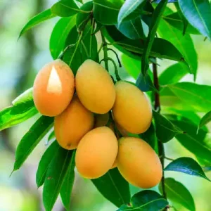 Mangoes ( Grafted) | آم گرافٹڈ