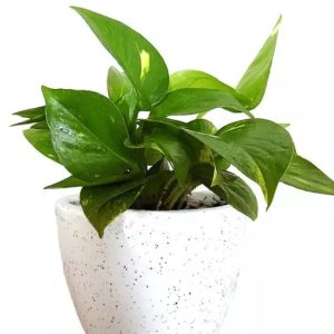 Money Plant Green Color | منی پلانٹ
