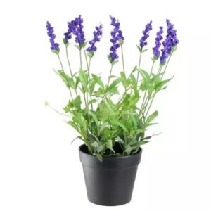 Lavender Plant – Imported