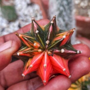 Colourful Variegated gemno