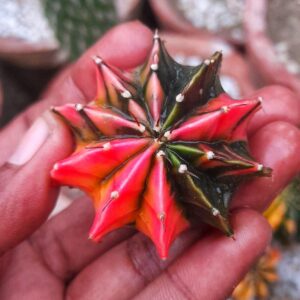 Colourful Variegated gemno