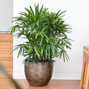 Lady Palm