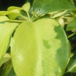 Sheflera
