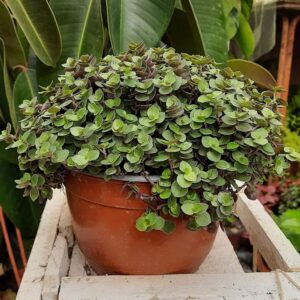 Turtle Vine
