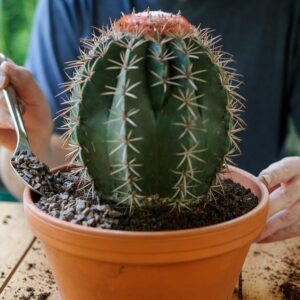 Special Media For Cactus