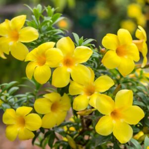 Almanda Vine