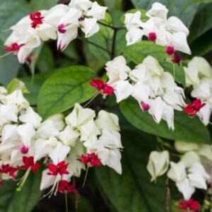 Bleeding Heart Vine