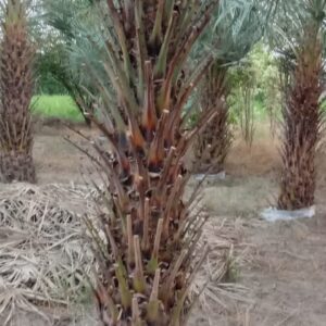 Date Palm