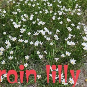 White rain lilly