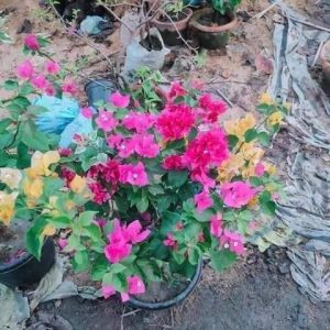 Boganvilla grafted 4 Colors