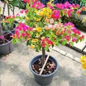 Boganvilla grafted 4 Colors