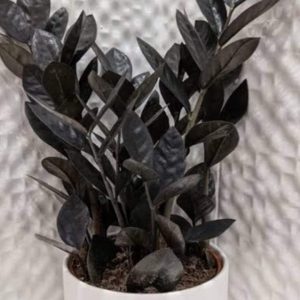 Black Zee plant