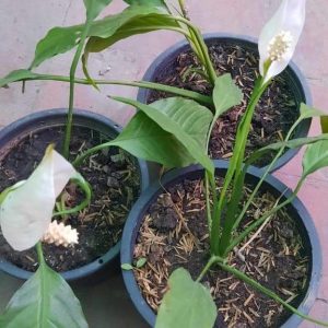 peace lily