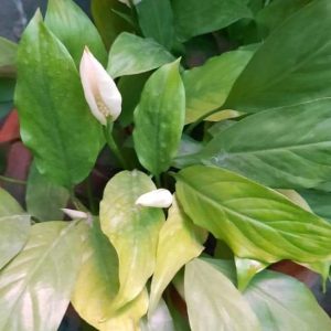 peace lily