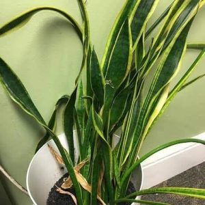 Snake plant
