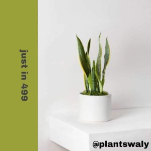 Snake plant