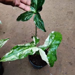Syngonium albo