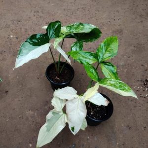 Syngonium albo