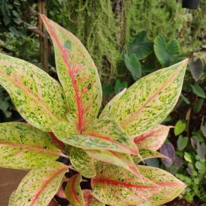 Rare Aglaonema