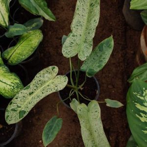 Philodendron paraiso verde