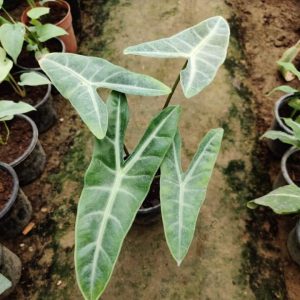 Alocasia Longiloba