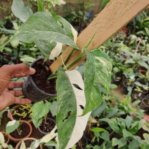 Epipremnum pinnatum albo