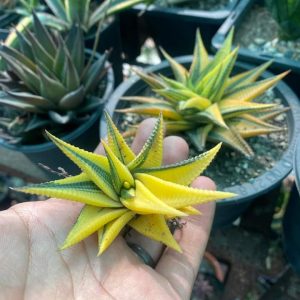 Verigated haworthia limiforlia