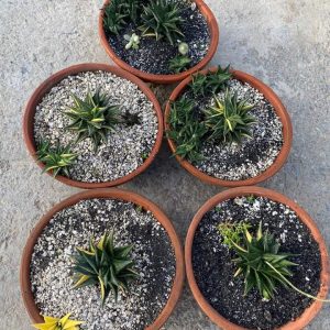 verigated limiforlia