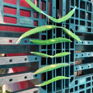 Dragon Fruit Cuttings