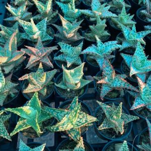 Hybrid miniature aloe