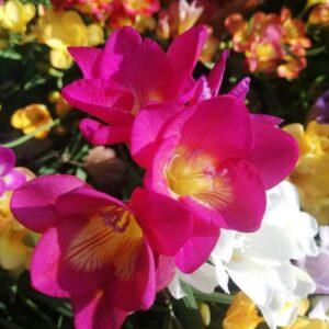 Fressia Bulbs