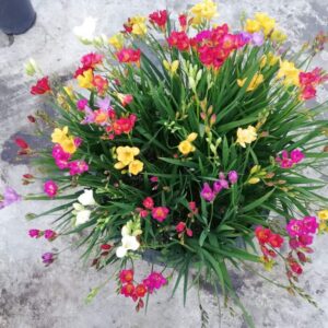 Fressia Bulbs
