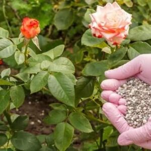 Rose flowers fertilizer