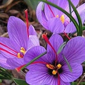 Zafraan Bulb