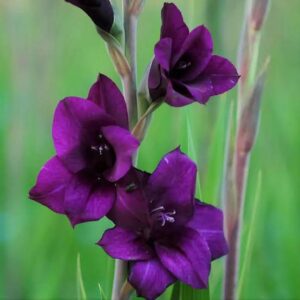 Gladiolus bulbs
