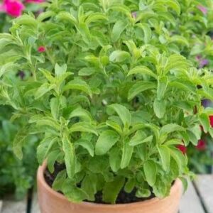 Stevia plant