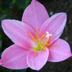 Zephyranthes grandiflora Bulb