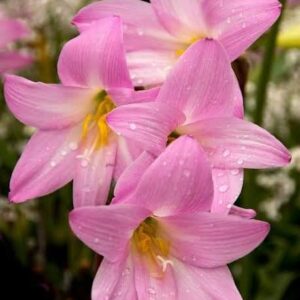 Zephyranthes grandiflora Bulb