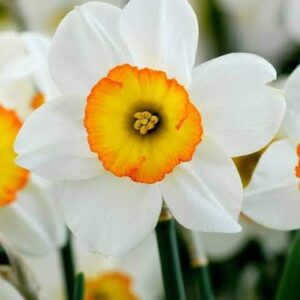 Daffodils Bulbs