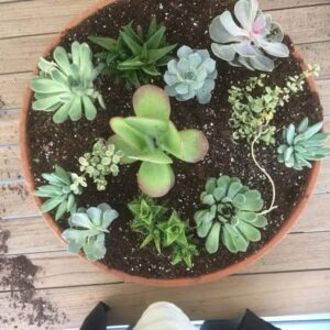Succulent plants