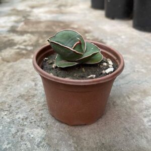 Sansevieria Bananafat