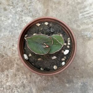 Sansevieria Bananafat