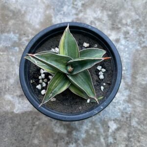 Sansevieria Bluekew verigated