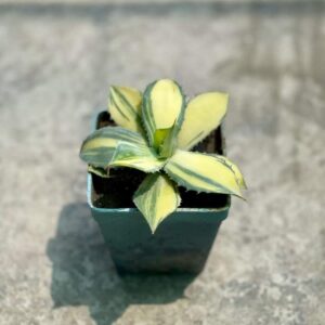 Agaveishtmensis Verigated