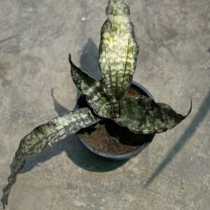 Sansevieria Coppertone Verigated