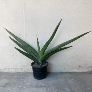 Sansevieria Robusta fat