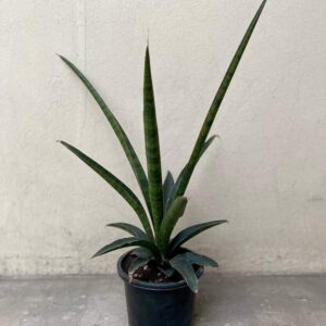 Sansevieria Tough lady