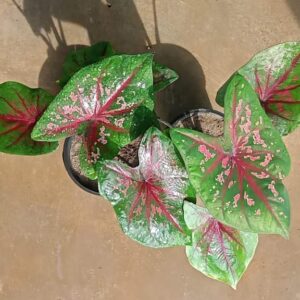 Caladium