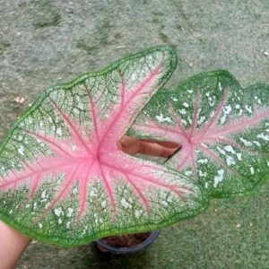 Caladium