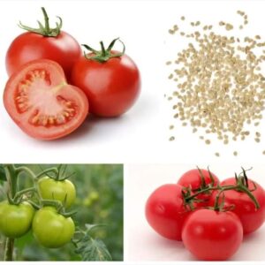 Tomato seeds